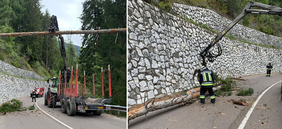 L'albero precipita in mezzo alla carreggiata: strada chiusa al traffico